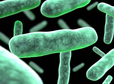 Kök hücrenin üç boyutlu çizimi ikiye bölündü. Üç boyutlu kök hücre. Nükleolus, çekirdek, ökaryotik hücrenin çekirdeği. İnsan vücut hücresi.