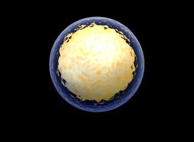 Kök hücrenin 3 boyutlu çizimi. Nükleolus, çekirdek, ökaryotik hücrenin çekirdeği. İnsan vücut hücresi.