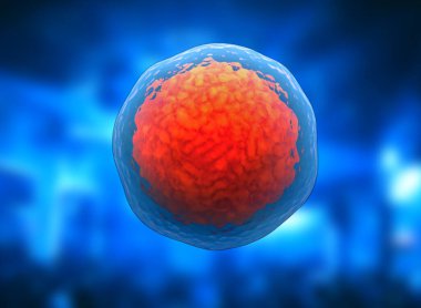 Kök hücrenin 3 boyutlu çizimi. Nükleolus, çekirdek, ökaryotik hücrenin çekirdeği. İnsan vücut hücresi