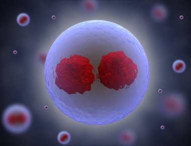 Kök hücrenin 3 boyutlu çizimi. Nükleolus, çekirdek, ökaryotik hücrenin çekirdeği. İnsan vücut hücresi