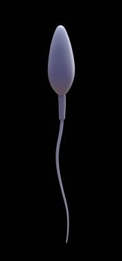 Tek spermin 3 boyutlu çizimi.