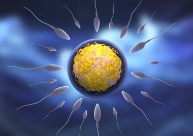 Yumurtaya giden spermin 3 boyutlu çizimi.