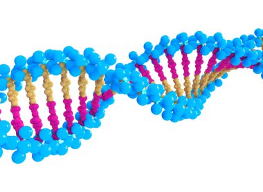 DNA dizgilerinin 3d çizimi