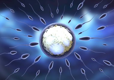 Yumurtaya giden spermin 3 boyutlu çizimi.