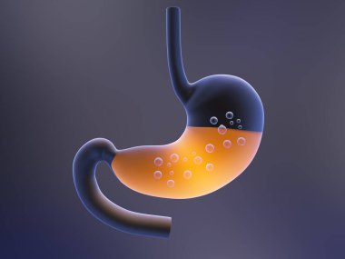 Hidroklorik asitle insan midesinin 3 boyutlu çizimi