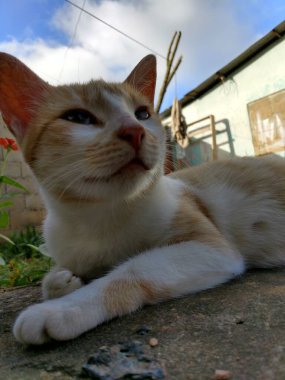 Bir kedinin güzelliğini yakalamak