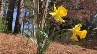 Güzel çiçek açan nergisler 2021 ilkbaharında rüzgarda sallanıyor.