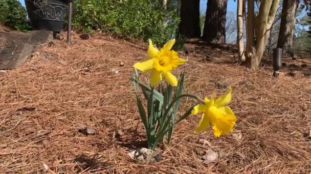 Beautiful Blooming Daffodils Swaying Wind Spring 2021 — Stock Video
