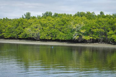 Everglades, Florida- 26 Aralık 2015: Florida, ABD 'deki ünlü Everglades bataklıklarını ve vahşi yaşamı keşfetmek