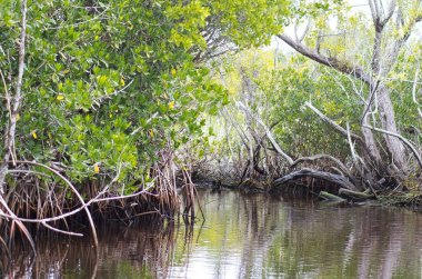 Everglades, Florida- 26 Aralık 2015: Florida, ABD 'deki ünlü Everglades bataklıklarını ve vahşi yaşamı keşfetmek