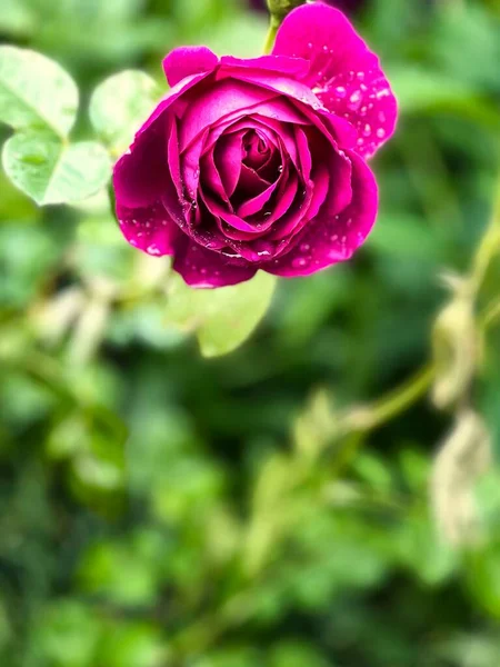Une Belle Rose Rouge Recouverte Gouttes Pluie Fleurissant Dans Jardin — Photo