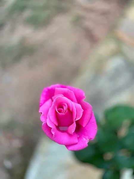 Krásná Růžová Růže Plném Květu Brzy Ráno Jaře Roku 2021 — Stock fotografie