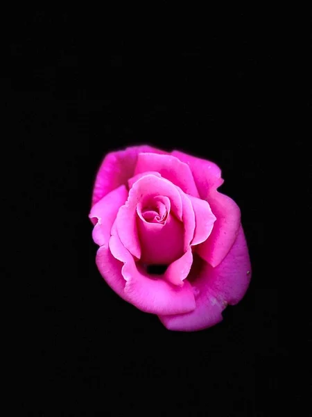 Beautiful Pink Rose Full Bloom Early Morning Spring 2021 — Stock Photo, Image