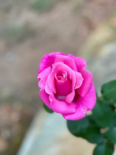 Krásná Růžová Růže Plném Květu Brzy Ráno Jaře Roku 2021 — Stock fotografie