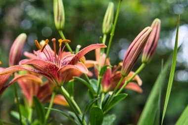 Güzel renkli zambak çiçekleri 2021 yazında tam çiçeklenir bahçede.