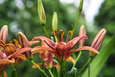 Güzel renkli zambak çiçekleri 2021 yazında tam çiçeklenir bahçede.