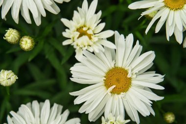 2021 yazında bahçede beyaz papatya çiçekleri açar.