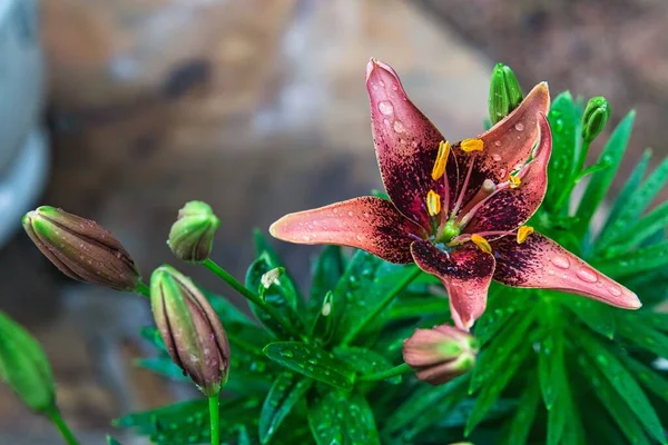 Piękne Kolorowe Lillie Kwiaty Pełnym Rozkwicie Latem 2021 Roku Ogrodzie — Zdjęcie stockowe