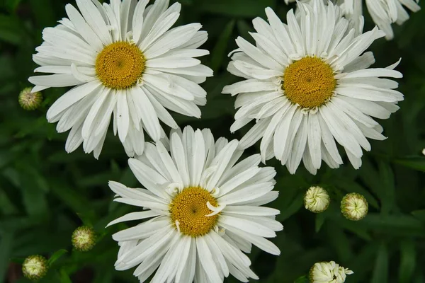 Vita Tusensköna Blommor Full Blom Sommaren 2021 Trädgården — Stockfoto