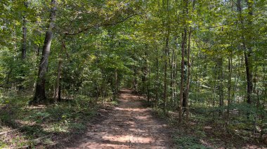 2021 yılının güneşli bir ilkbaharında Atlanta ile birlikte büyük ağaçlar ve köklerinden sökülmüş bir patika yolu.