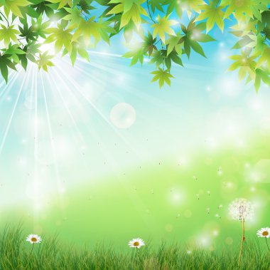 Bahar arka plan beyaz dandelions çim ile