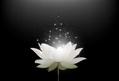 Siyah arka plan üzerinde sihirli beyaz Lotus çiçeği