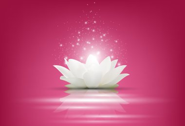 Pembe bir arka plan üzerinde sihirli beyaz Lotus çiçeği