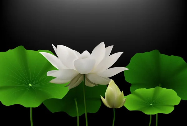 Flor de loto blanco con hojas verdes sobre fondo negro — Vector de stock