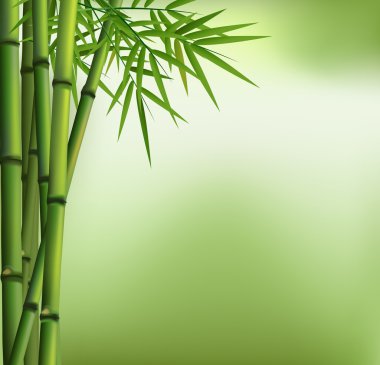 Yeşil arka plan üzerinde izole yeşil bambu grove
