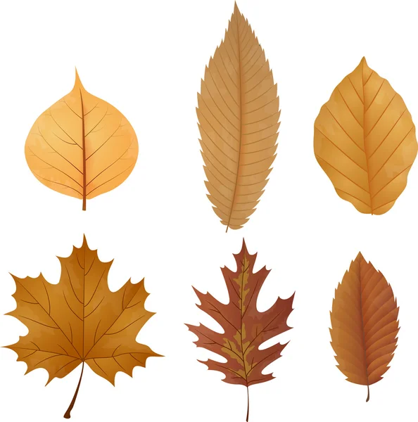 Dry leaf collection — Stock Vector