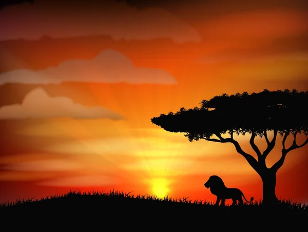 สิงโตแก่ในแสงอาทิตย์ตก — ภาพเวกเตอร์สต็อก
