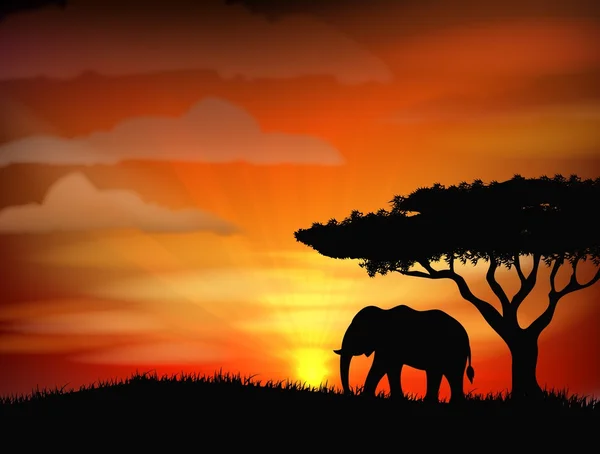 Elefante africano contra un cielo perfecto al atardecer sudafricano — Vector de stock