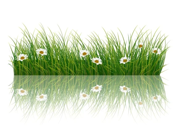 Свежая трава и маргаритки — стоковый вектор