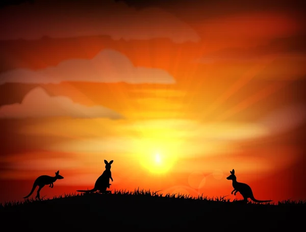 Kangaroo on sunset — Stock Vector