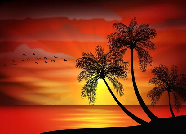 Silhouette d'oiseau avec coucher de soleil — Image vectorielle