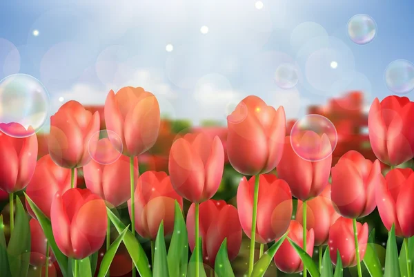 Rode tulpen bloemen in de tuin — Stockvector