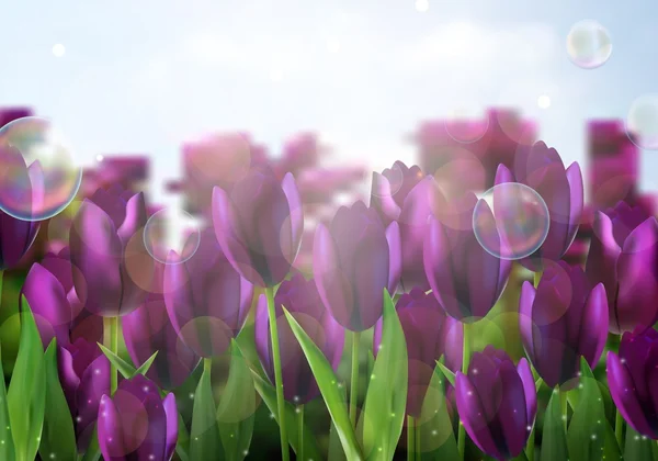 Flores de tulipas coloridas roxas no jardim — Vetor de Stock