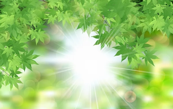 Καλοκαίρι φρέσκα φύλλα πράσινα φύλλα με τις ακτίνες του ήλιου — Διανυσματικό Αρχείο