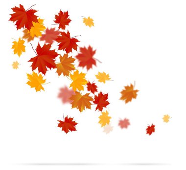 Beyaz arkaplanda sonbahar yaprakları