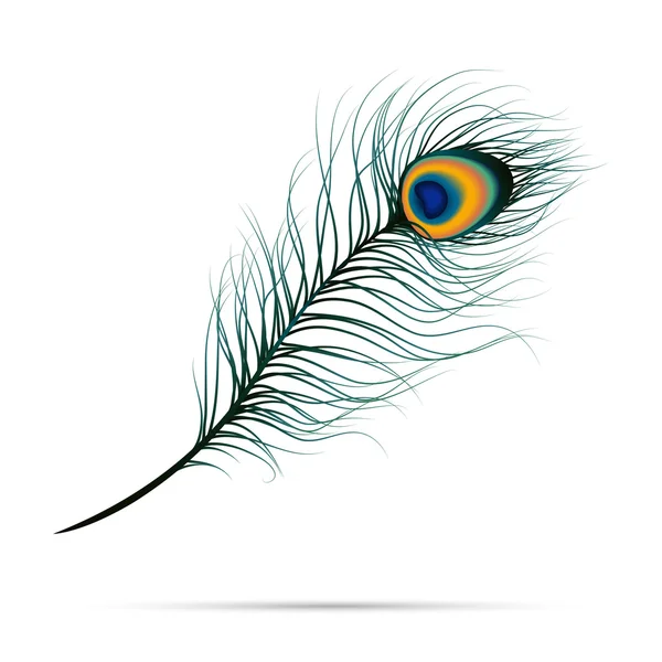 孤立した背景に孔雀の羽 — ストックベクタ