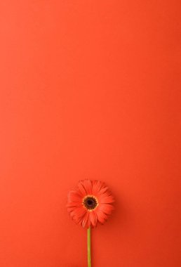 Red flower gerbera on a red background. Minimal concept 2021. Monochromatic colors. Flat lay spring idea.
