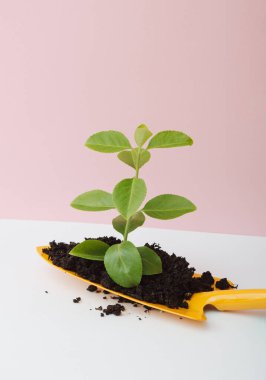 Kazı ve diğer tarafta, mavi arka planda fotokopi alanı için beyaz daireli tırmıklar ve bitkiler var. Bahçe kavramı.