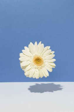 Mavi ve beyaz arkaplan kombinasyonunda havada olan beyaz bir Gerbera çiçeği. Yaz mevsimi doğal çiçek konsepti.