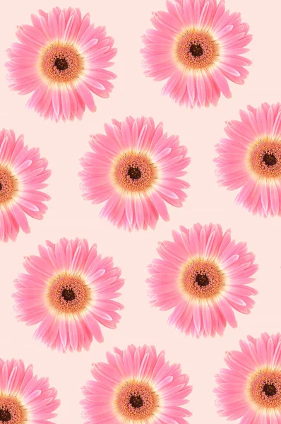 Rózsaszín Gerbera Virágokból Készült Minta Pasztell Rózsaszín Háttérrel — Stock Fotó