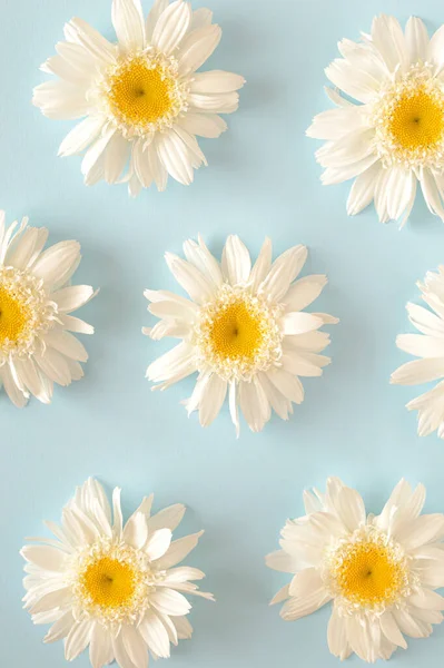 Witte Bloemen Gerangschikt Een Patroon Een Blauwe Achtergrond — Stockfoto