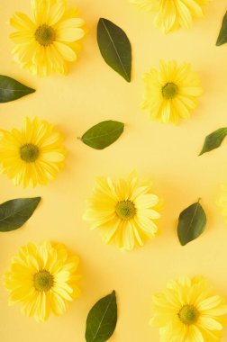 Sarı kasımpatı çiçekleri ve sarı arkaplanda yeşil yapraklardan oluşan desen. Monokromatik doğa çiçek kavramı.