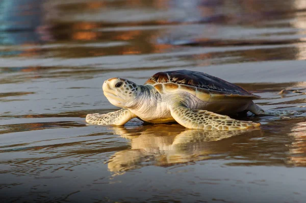 Young green sea turtle on the beach — Stock Photo, Image