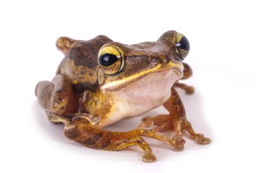 Sana bakarken kurbağa