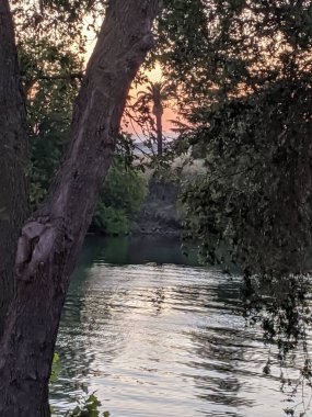 Gün batımında sudaki ağaçlar