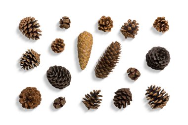 Beyaz arka planda izole edilmiş çeşitli çam kozalakları koleksiyonu. Yüksek çözünürlük Farklı şekil ve boyutlarda kozalaklı kozalaklar, sonbahar, kış, Noel tasarım konsepti için kompozisyon.